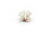 natural brown and white coral